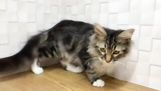 funny cat