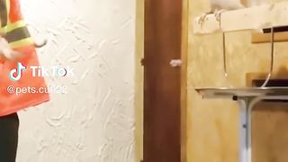 Cuckatoo