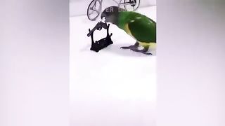 Smart And Funny Parrots Parrot