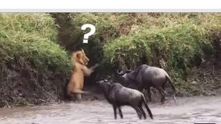 Big fight