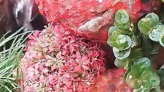 Diy fountain