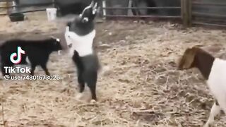 Cute baby n goats