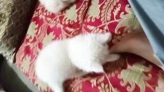 My cute male kittens samba and Bet