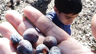 Children of Pakistan collecting fruit