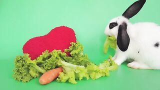 Cute Rabit eating vegetable | Rabit video