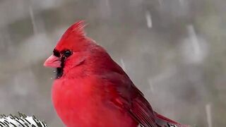 most beautiful and cute bird