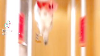 Jumping Cat.
