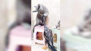 Best Funny Animals video of  the 2023????Funnies duck and cats video????????