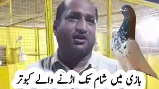 Pigeon video| kabootar bazi in Pakistan| Kabutar video