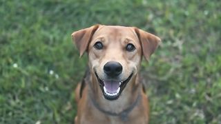 Cute dog | dog video barking amazing dog