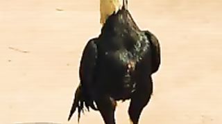 Hens fight