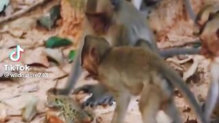Funny Monkeys