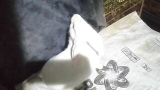 Newzeland white bareedr female available location lahore