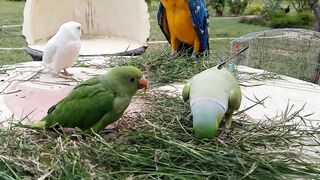 Talking green parrot with baby parrot
