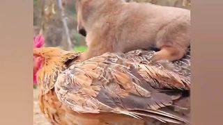 Hen and puppies are playing together