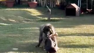 Funny dog