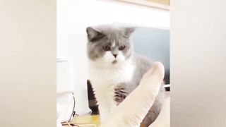 The best funny video 2023