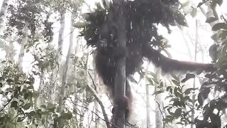 This is how the Orangutan makes their umbrella during the rain Tanjung Puting National Park Indonesia