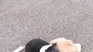 Beagle Namaste Training Session