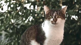 Cute Cats - Cute Cat Video