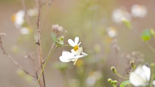 The butterfly is sitting on the flower