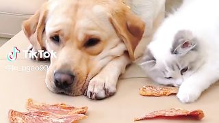 Dog n Cat.