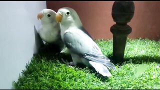 Fancy birds business||Love Birds||Lutino birds and finches
