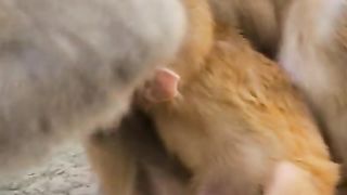 Cute baby monkey smoking mailk