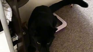 smart kitty.