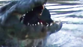 Crocodile.