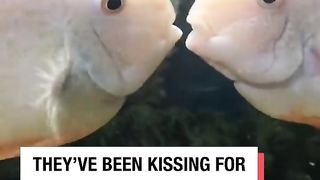 Fish Kissing ????