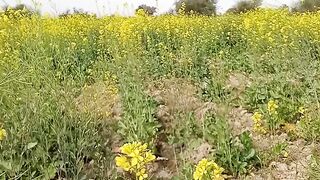 Natural view of village field