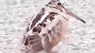 Dancing Bird