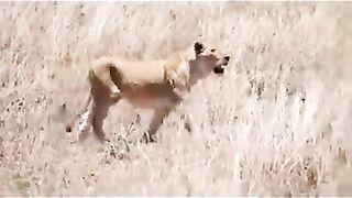 pride of lion hunting and kill zebra.