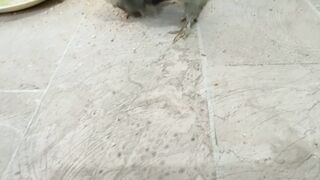 High Quality miawali Aseel Murgi with chicks