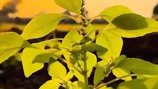 Natura video