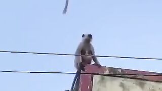 Amazing Monkey