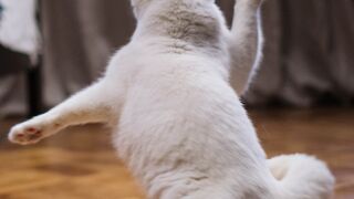 funny cats and dogs / funny animal /funniest animals video 2023