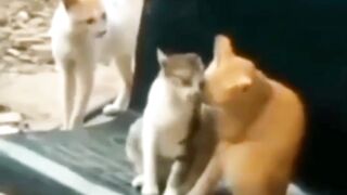 Cats also feelings ❤️❤️#cats #love# broken ????