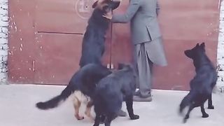 BLACK DOG IN CHILL MOOD