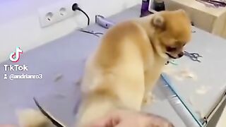 Смешная милая собака