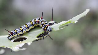 Caterpillar