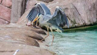 Beautiful ducks| white ducks| small pond | beautiful heron | blue crowned egret| beautiful fountain
