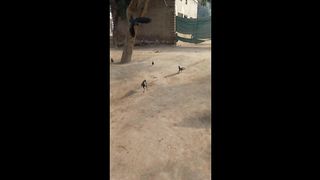 Funny vlog video