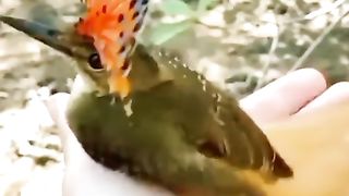 Beautiful birds sound
