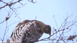 Beautiful desi Birds