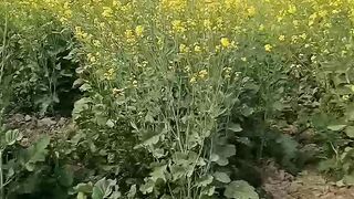 Nature beauty