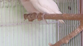 Albino Red Eyes Pair with 5 Chicks