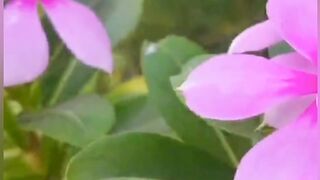 Most Beautiful flower