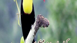 most beautiful birds on planet #birds